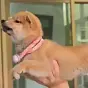 スーパーマン $SuperDog