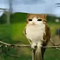 meowl $meowl