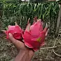 Pitaya $Pitaya
