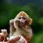 darwin monkey $darwin