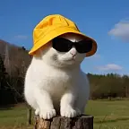 BUCKY $BUCKY