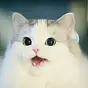Niggercat $NIGGERCAT