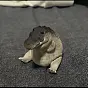 Greg The Crocodile $Greg