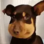 Bee Dog $蜜蜂狗