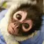 MONKEY SIEZED BY SOL POLICE $VIOLETA