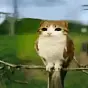 meowl $meowl