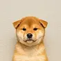 perfect dog $pog