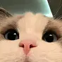 cat $cat