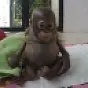 budi $budi