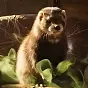 Fred The Farting Ferret $Fred