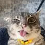 Rigby cat $RIGBY