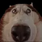 boop $boop