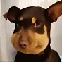 Bee Dog $蜜蜂狗