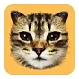 #cat $#cat