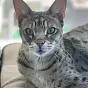 Kajawy the cat $KAJAWY
