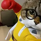 One Punch Cat $CATAMA