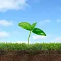 Plant $Plant