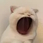yawn cat $yawn