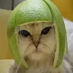 Limecat $LIME