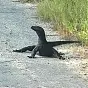 On the loose $Goose