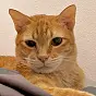Mack the Meowing Cat $Mack