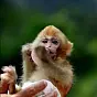 Darwin Monkey $Darwin
