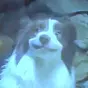 smirk dog $smirk