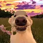 Vylar the Smiling Dog $wifflowers