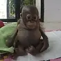 budi $budi