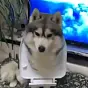 9GAG Moon Moon $Moon
