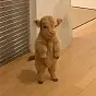 moochi $moochi