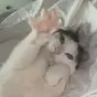 catwifpaw $Boba