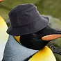 penguinwifhat $PWH