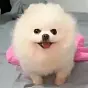 dogwiftwerk $Perreza