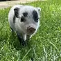 Petunia $Petunia