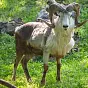 Illegally Cloned Sheep $Tilek