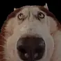 boopdog $boopdog