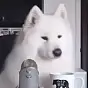 Doggo Reaction $DOGGO