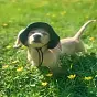 Dog Wif Hat $Powder