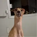 Long Neck Dog $MILO