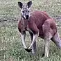 killer kangaroo $mr.jack