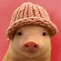 pig wif hat $pigwif