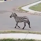Ed the Zebra $Ed