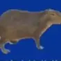 The Wanted Capybara $Doubao