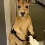 Passenger kangaroo $PASSROO
