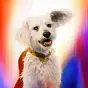 KRYPTO the Superdog $KRYPTO