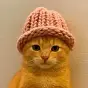 catwifhat $$WIF